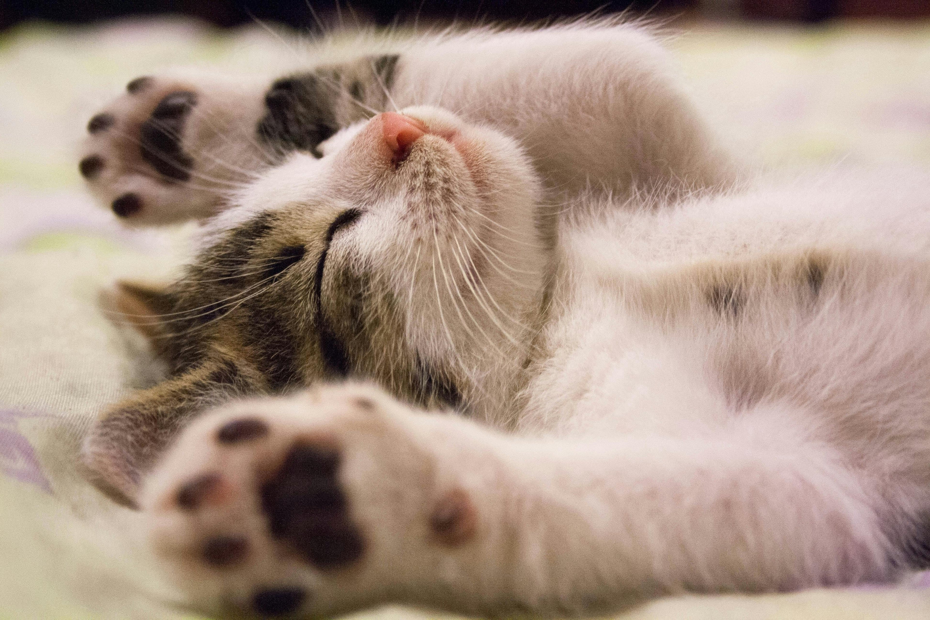 For Cats