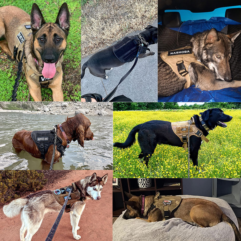TacticalPro Training Harness System